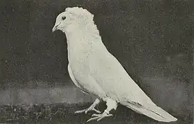 Montauban mâle blanc (photo de 1908).