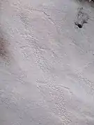 Gravure rupestre, parc national de la Lopé, Gabon