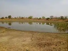 La mare Milo observée dans la ferme tatagtou à Dassari