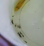 Femelle et ses jeunes tout juste crachés