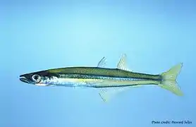 Labidesthes sicculus (Atheriniformes)