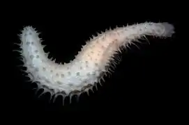 Labidodemas rugosum.