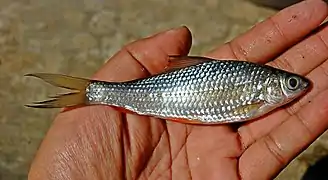 Labiobarbus leptocheilus.