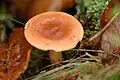Lactarius theiogalus