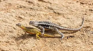 Microlophus bivittatus (Tropiduridae)