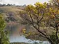 Ipê amarelo no Lago de Furnas em Varginha.