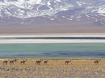 Guanacos au parc national Nevado de Tres Cruces, 2006