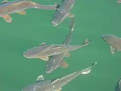 Carpe commune (Cyprinus carpio), poisson commun en Europe.