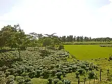 District de Goalpara