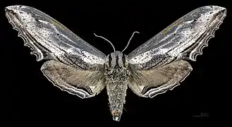 Langia zenzeroides formosana femelle face dorsale MHNT