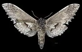 Langia zenzeroides nawai femelle revers MHNT