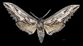 Langia zenzeroides nawai Male face dorsale MHNT