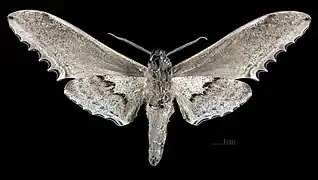 Langia zenzeroides zenzeroides revers du mâle MHNT