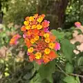 Lantana camara.
