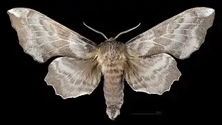 Avers du mâle (coll.MHNT)