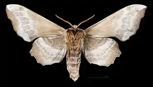 Revers du mâle (coll.MHNT)