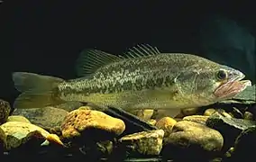 L'Achigan à grande bouche.