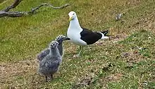 Goélands dominicains (Larus dominicanus)