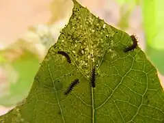 Chenilles d'Acraea terpsicore sur une feuille de Passiflora foetida.