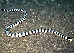 Tricot rayé jaune(Laticauda colubrina)