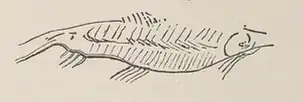 Poisson gravé sur mandibule de renne.
