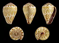 Conus ventricosus