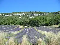 Champ de lavandin, vallon de Bérigoule.