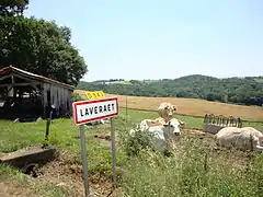 Élevage à proximité du village.