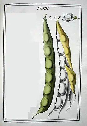 Image illustrative de l’article Haricot de Soissons