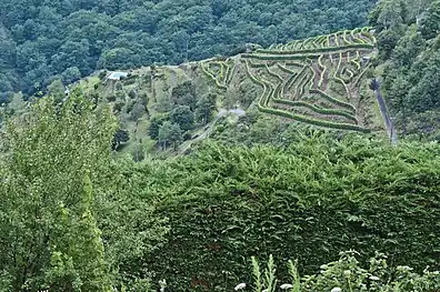 Le Fel et son vignoble AOC