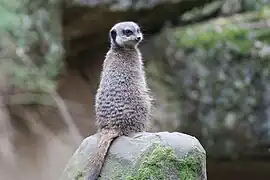 Suricate