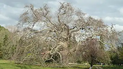 Le platane géant de Provence à Lamanon.