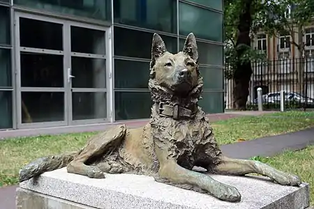 « Tom », chien berger belge (1905), palais des Beaux-Arts de Lille.