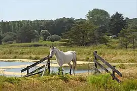 La forêt d'Olonne en arrière-plan du marais du même nom.