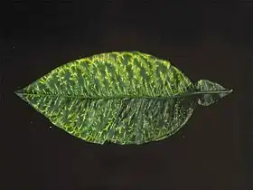 Image illustrative de l’article Mal secco