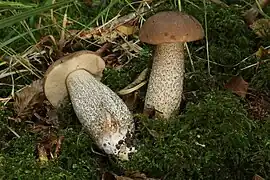 Leccinum scabrum, le Bolet rude.