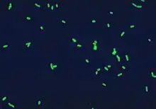 Legionella pneumophila à Immunofluorescence