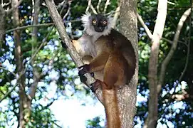 Eulemur macaco