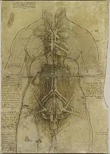 Dessin représentant un buste de femme avec, vus par transparence, ses organes génitaux, digestifs, cardio-vasculaires et respiratoires.