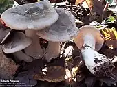 Clitocybe nebularisstipes concrescents