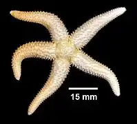 Leptasterias tenera