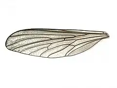 Leptogaster guttiventris - aile.