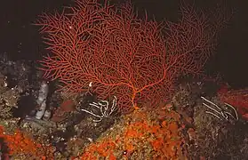 Leptogorgia sarmentosa, une gorgone