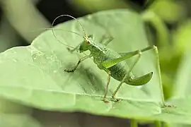 Leptophye ponctuée femelle.