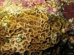 Leptoseris mycetoseroides