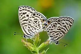 Accouplement.