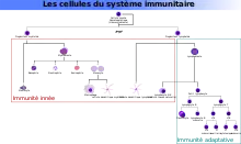 organigramme des types de cellules immunitaires regroupées par type de réponse
