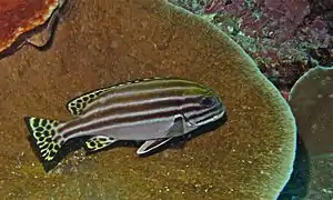 Plectorhinchus lessonii
