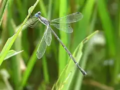 Lestes praemorsus