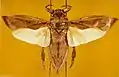 Lethocerus maximus, espèce sud-américaine, avec les ailes étendues.